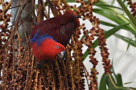 Eclectus Parrot Eclectus Roratus Female Near Port Douglas Flickr