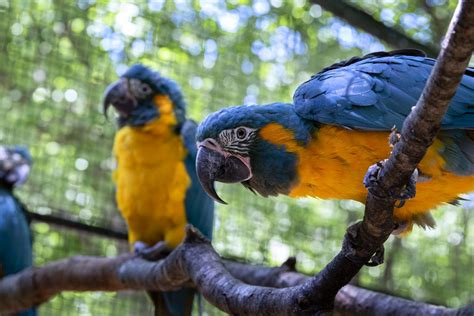Blue Throated Macaw Zoo Atlanta