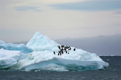Antarctica Brown Bluff Adelie Penguins Photograph By Inger Hogstrom