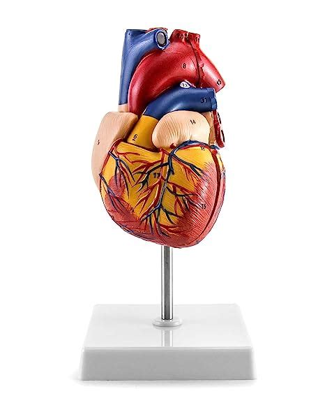 Qwork® Modèle De Cœur Humain Pour Anatomie 11 Taille Réelle Modèle De