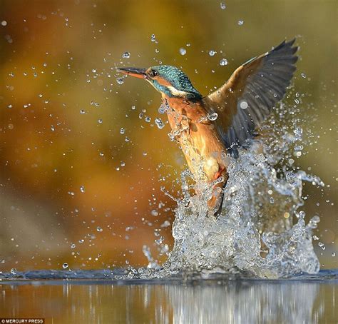 Photographer Alan Mcfadyen Takes Perfect Picture Of A Kingfisher Diving