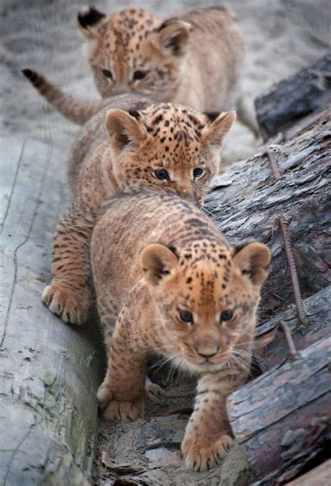 Rare Liliger Cubs Become Mane Attraction At A Russian Zoo The Result