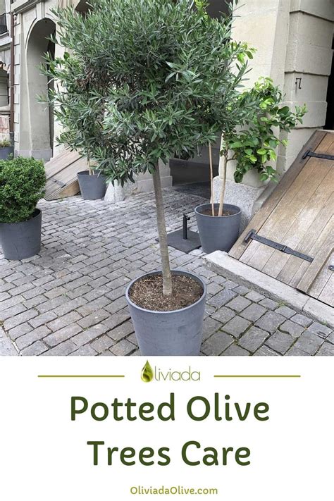 9 Steps On How To Care For Olive Trees In Pots Olive Trees Care