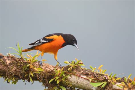 Birds In Illinois The 35 Most Popular Species Youll Recognize