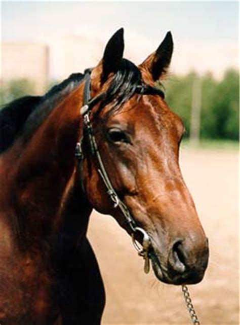 horse breeds russian trotter