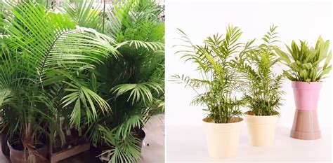 List Of 20 Caring For Indoor Palm Plants