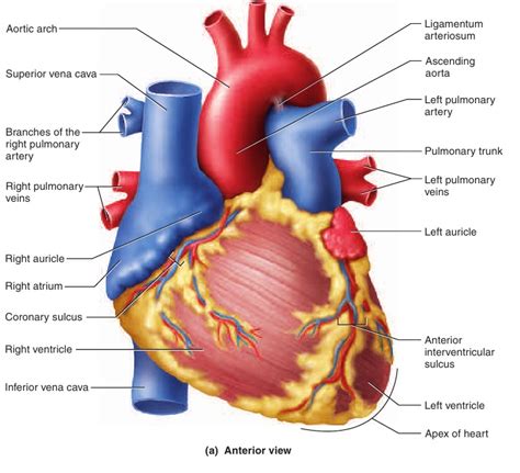 What Skin Wants The Heart And Circulation