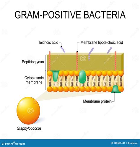 Estructura De La Pared Celular De Las Bacterias Grampositivas Por