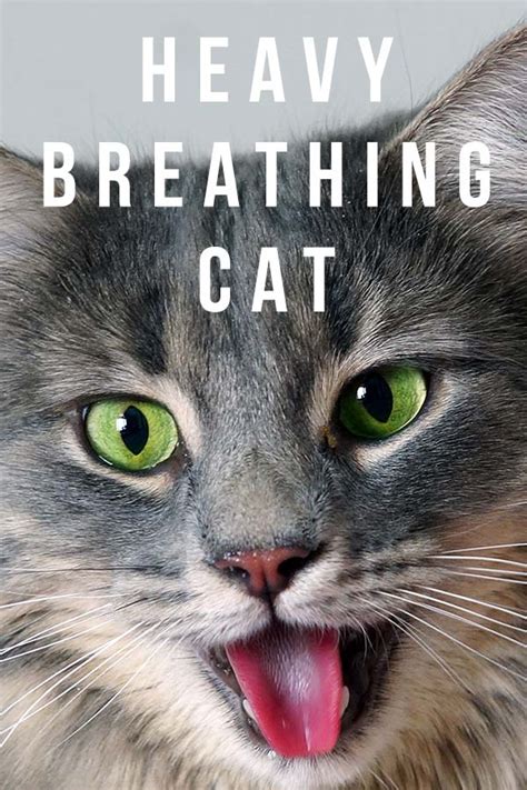 Does your cat have breathing problems? Heavy Breathing Cat - Causes And Solutions For Panting Cats