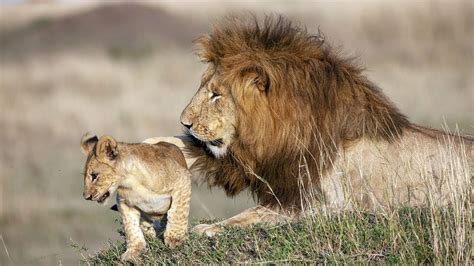 Mufasa Y Simba En La Vida Real Captan A Felino Abrazando A Su Cría