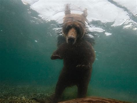 Brown Bear Under Water