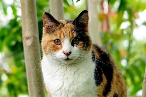10 Calico Cat Facts You Need To Know About