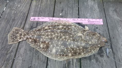 Mafmc And Asmfc To Hold Scoping Hearings For Summer Flounder Scup And Black Sea Bass