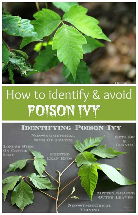 These chemicals are both easily purchased at most garden centers as well as lowe's, home depot, or walmart. Best 25+ Poison ivy removal ideas on Pinterest | Poison ...