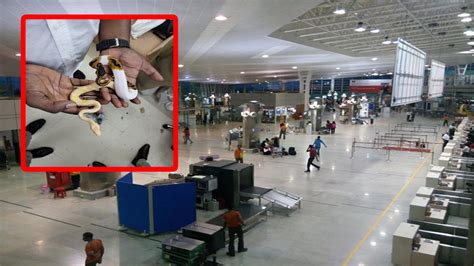 Customs Officials ఎయిర్ పోర్టులో అనుమానాస్పదంగా కనిపించిన 2 బ్యాగ్‌లు
