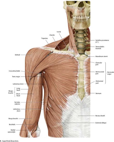 Diagram Of Shoulder And Arm Learn The Muscles Of The Arm With Quizzes