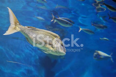 Snapper Fish Swimming Stock Photo Royalty Free Freeimages