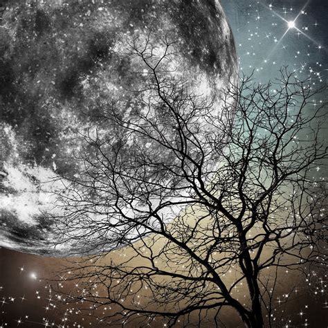 Night Sky Moon And Trees
