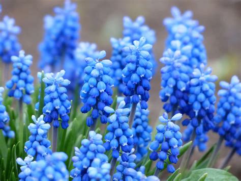 Hyacinth Flower Meaning Spiritual Symbolism Color Meaning And More