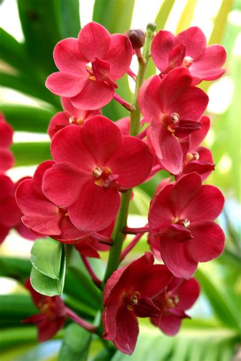 264 Best Images About Orchid Growing Philippines On