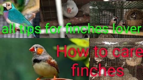 Finch Bird Care And Treatmentwhat Is The Best For Finches Cage Or Colony