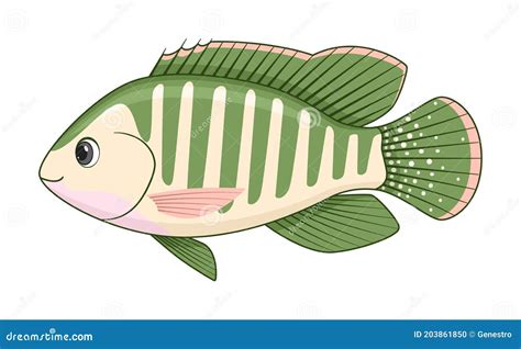 Redbelly Tilapia Fish On A White Background Stock Vector Illustration