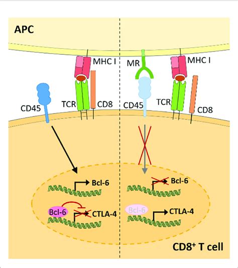 Membrane Bound Mr On Antigen Presenting Cells Induces Cd8 T Cell