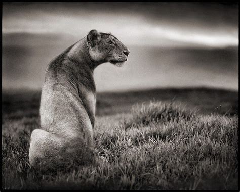 Black And White Pictures Of Animals Animals Zone