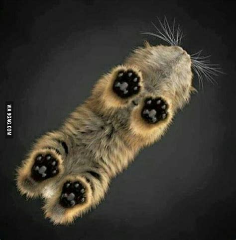 Cat Paws From Below 9gag