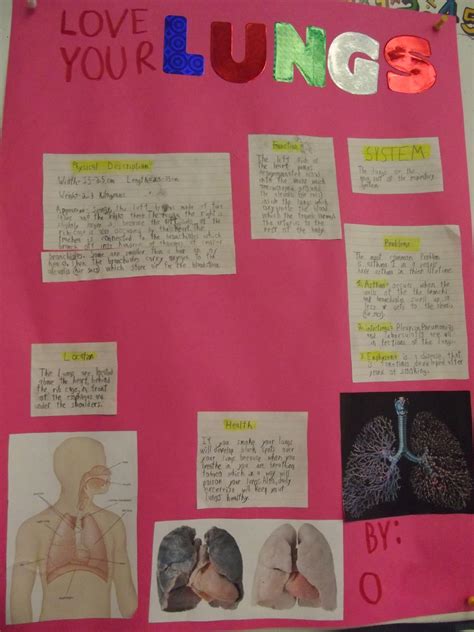 Room 13 Organs Of The Human Body Science Projects Grade 5