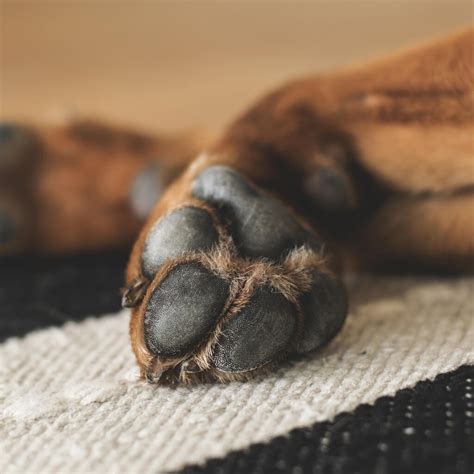Most Common Dog Paw Problems And Tips To Prevent Them