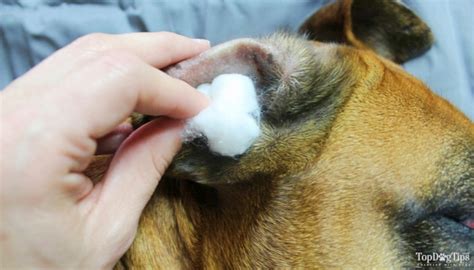 3 Best Home Remedies For Ear Mites In Dogs And How To Makeuse Them