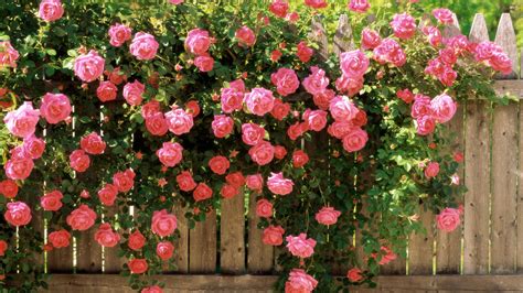 Download Wallpaper Flowers Rose Bush 1920x1080 Rose Bush Behind The Fence