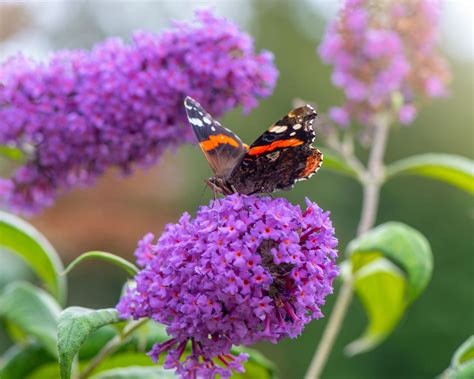 How To Care For A Butterfly Bush Get The Best From Buddleia