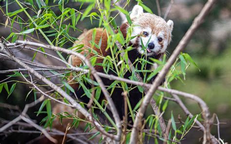 Download Wallpaper 2560x1600 Red Panda Tongue Protruding Branches