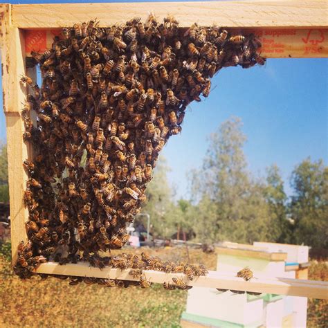 My favorite thing about the tbh is that i don't have to do any heavy lifting and i can place the hive at the perfect height for me to manage it by adjusting the legs. LANGSTROTH VS. TOP BAR HIVE - Beekeeping Like A Girl