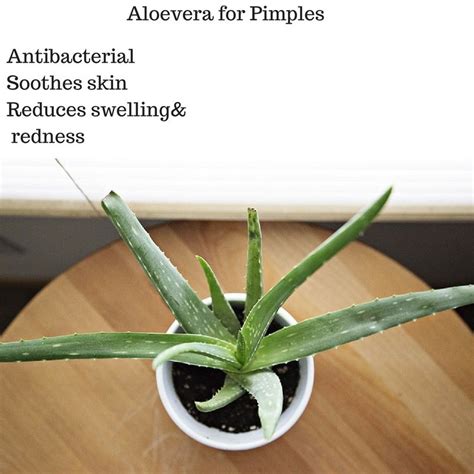 Spines help the cactus in several ways. Best Tips to Remove Pimples & Its Marks | How to remove ...