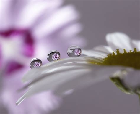 Flower Reflection Dew Drops Rain Drops
