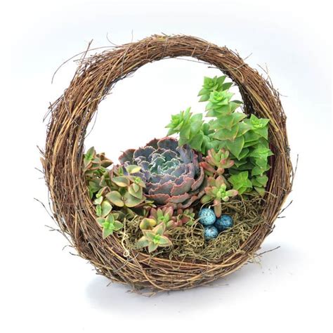 A Small Succulent Plant In A Wicker Basket Filled With Moss And Eggs