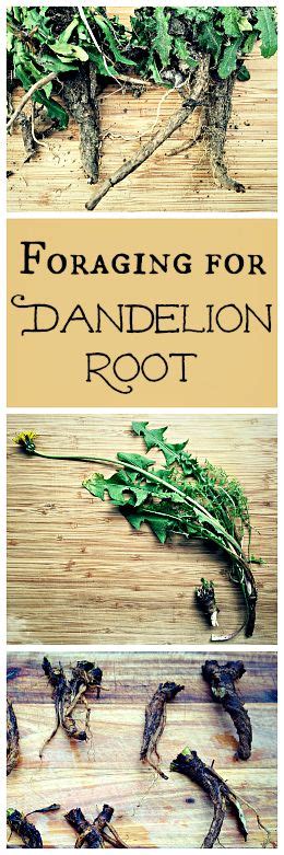 Foraging For Dandelion Root Edible And Medicinal Uses