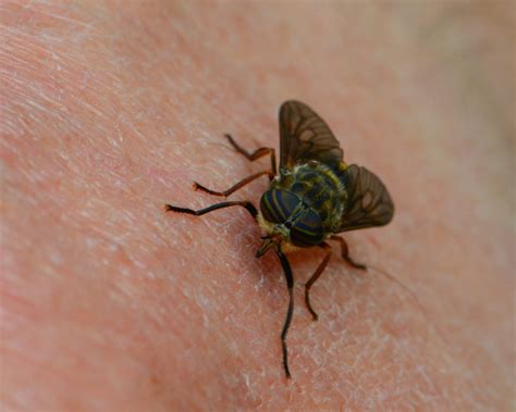 Horse Fly Bites Prevention And Treatment