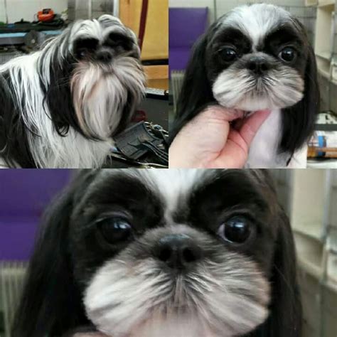 Repinned Shih Tzu Before And After Grooming Aaa Tzu Rule Dog