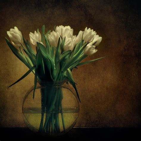 White Tulips In Vase Photograph By Istvan Kadar Photography