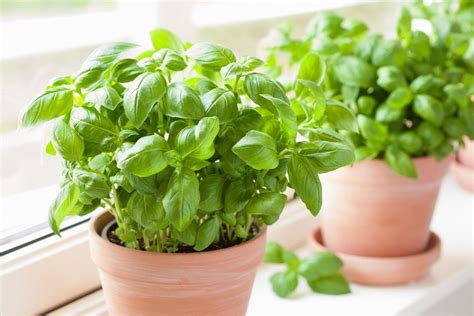 How To Grow Basil Best Tips For Growing Basil In Your Garden Better