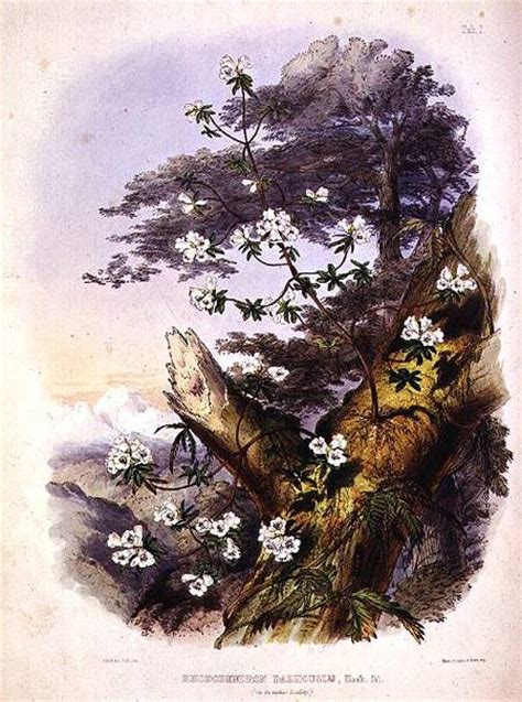 Rhododendron Dalhousie Drawing From R Joseph Dalton Hooker As Art