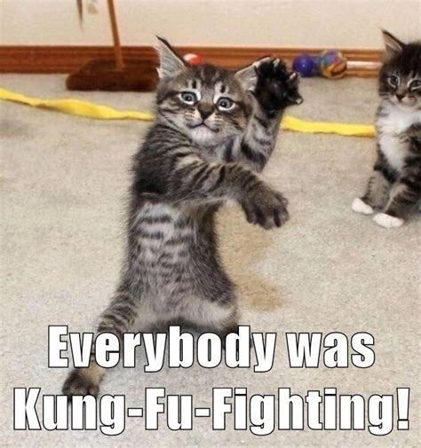 Everybody Was Kung Fu Fighting Funny Animal Pictures Funny Animals