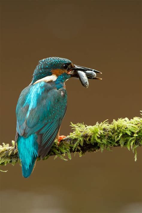 A Blue Bird With A Fish In Its Mouth Sitting On A Mossy Branch Next To