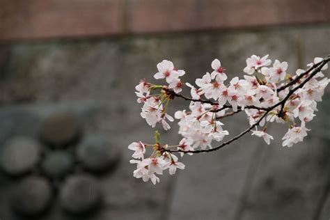 Why Are Japans Cherry Blossom Trees Blooming In Fall Smart News