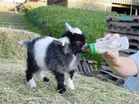 Keeping Pygmy Goats As Pets A Full Guide