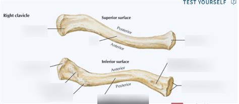 Clavicle Anatomy Quiz